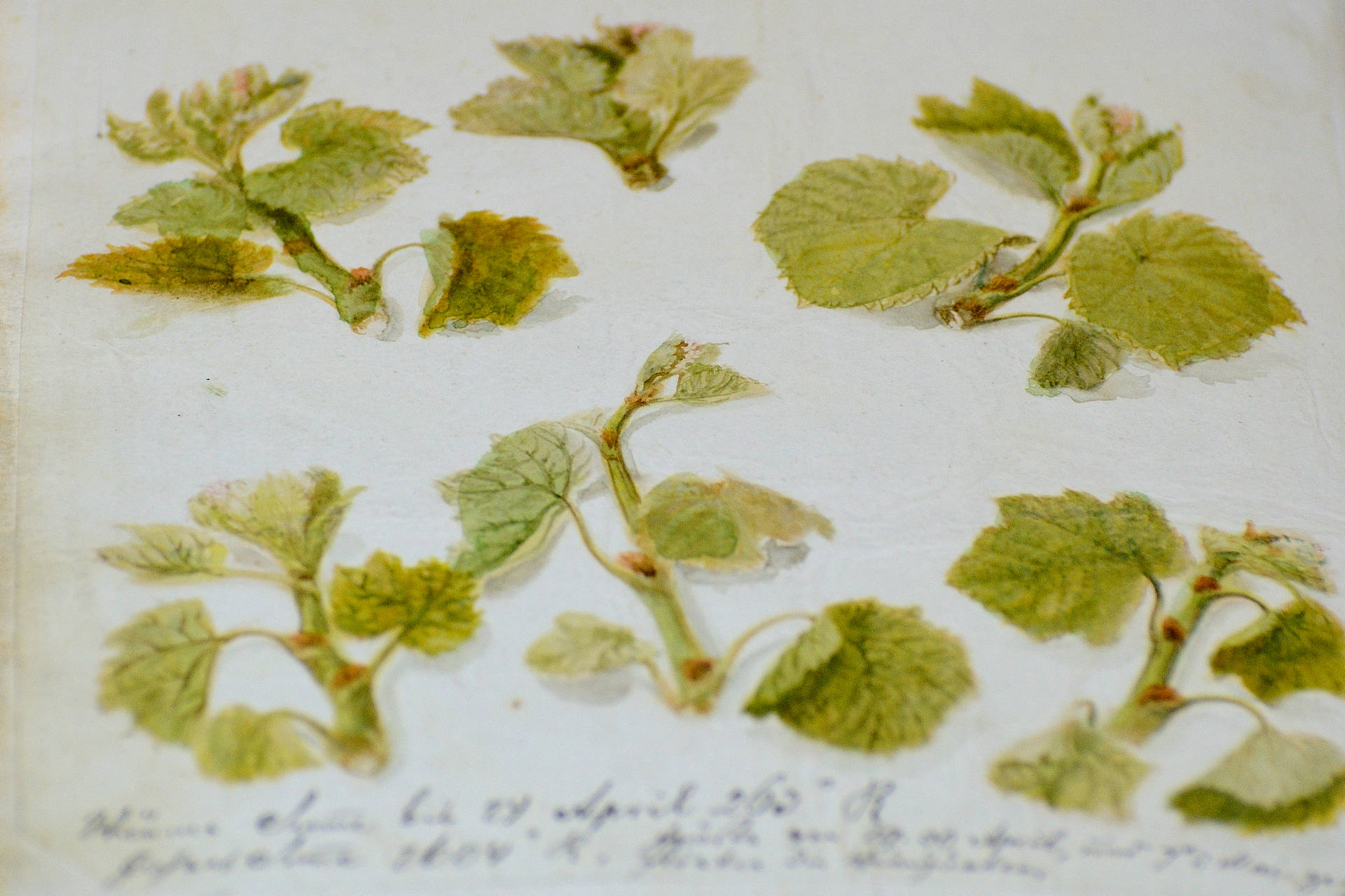 A Szőlő Jövésnek Könyve A Szőlő Jövésnek Könyve